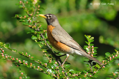 Robin, American (male) @ Central Park, NY