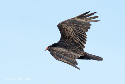 Vulture, Turkey @ Chincoteague, VA