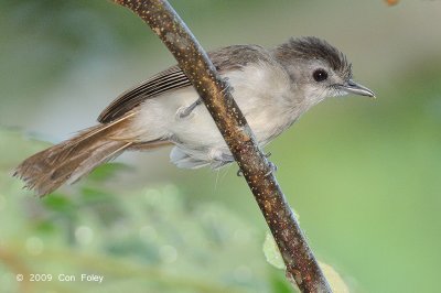 Babbler, Sooty-Capped