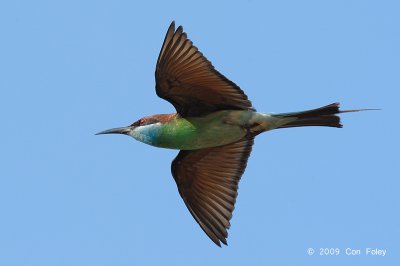 Bee-eater, Blue-throated
