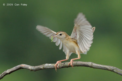 Cisticola, Zitting @ Tuas