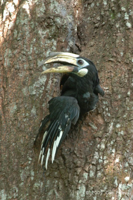 Hornbill, Oriental Pied (female) @ Pulau Ubin