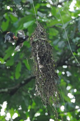 Broadbill, Dusky (nest)