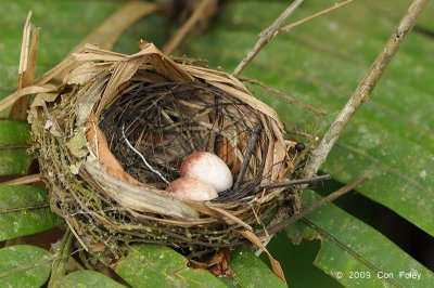 Bulbul, Black-headed