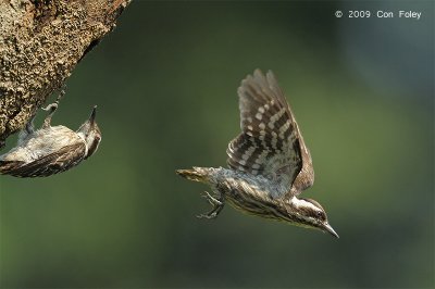 Woodpecker, Sunda Pygmy @ SBG