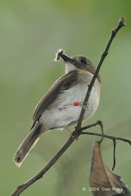 Flycatcher, Grey-chested Jungle