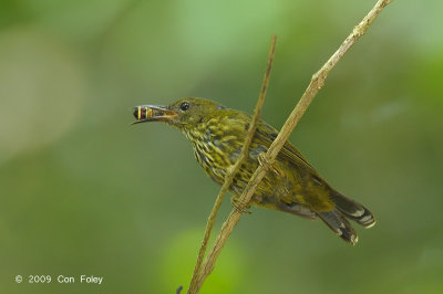 Sunbird, Purple-naped (male)