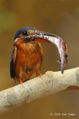 Kingfisher, Blue-eared (female)