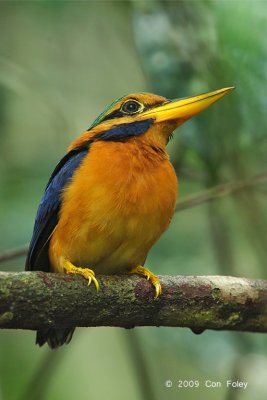 Kingfisher, Rufous-collared (male)