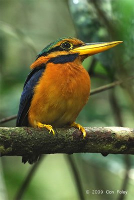 Kingfisher, Rufous-collared (male)