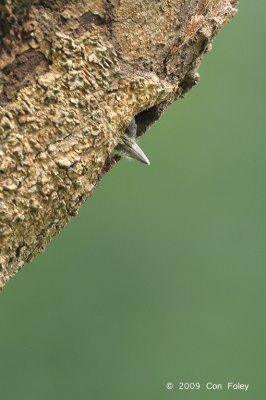Woodpecker, Sunda Pygmy (chick) @ SBG