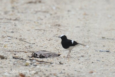 Forktail, White-crowned