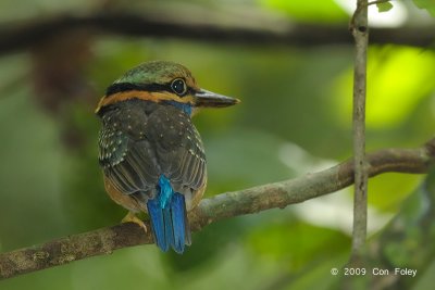 Kingfisher, Rufous-collared (juv female)