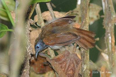 Babbler, Chestnut-winged