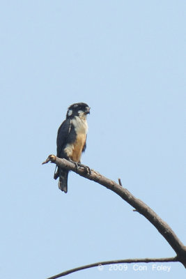 Falconet, Black-thighed