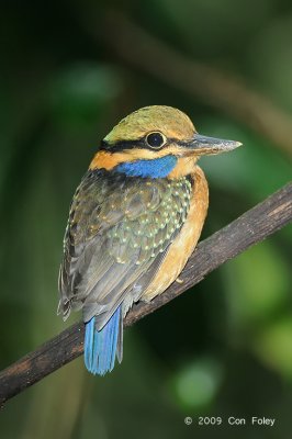 Kingfisher, Rufous-collared (juv female)