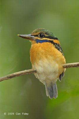 Kingfisher, Rufous-collared (juv female)