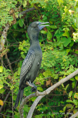 Cormorant, Little Black