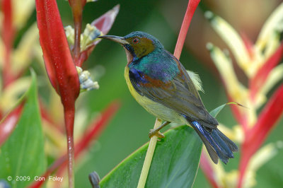 Sunbird, Brown-throated (male) @ Botanic Gardens