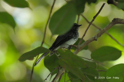 Fantail, Spotted