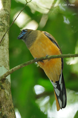 Trogon, Red-naped (female)