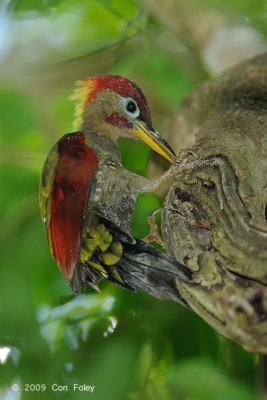 Woodpecker, Crimson-winged (male)