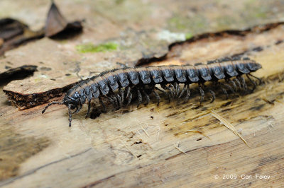 Millipedes