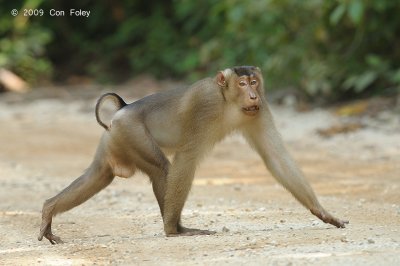 Macaque, Pig-tailed