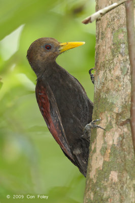 Woodpecker, Maroon (female)