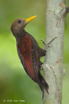 Woodpecker, Maroon (female)