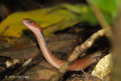 Blue-necked Keelback