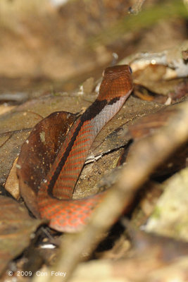 Blue-necked Keelback