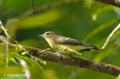 Flycatcher, Yellow-rumped (female)