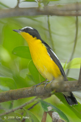 Flycatcher, Yellow-rumped (male) @ Jurong Lake