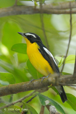 Flycatcher, Yellow-rumped (male) @ Jurong Lake