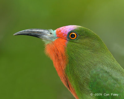 Bee-eater, Red-bearded (male)