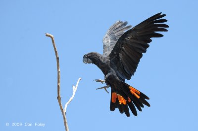 Cockatoo, Red-tailed Black