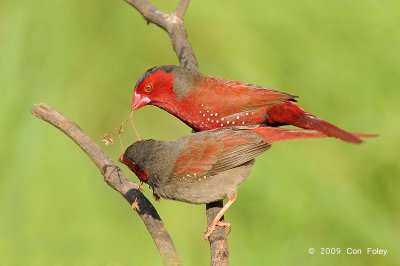 Finch, Crimson @ Fogg Dam