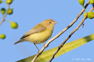 Weebill @ Edith Fall's Road