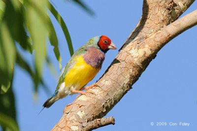 Finch, Gouldian @ Chinaman Creek