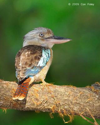 Kookaburra, Blue-winged (female) @ Botanic Gardens