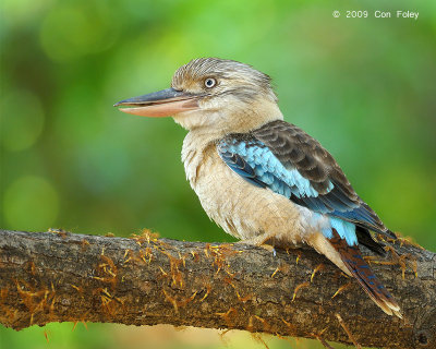 Kookaburra, Blue-winged