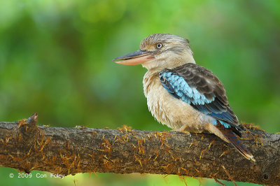 Kookaburra, Blue-winged (female) @ Botanic Gardens