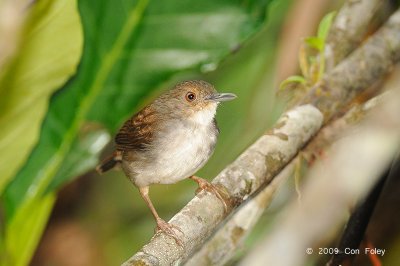 Babbler, White-chested