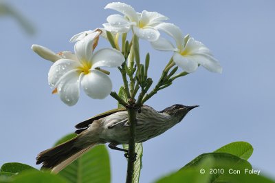 Honeyeater, Varied @ Madang Resort