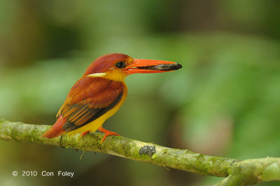 Kingfisher, Oriental Dwarf @ Hulu Langat