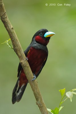 Broadbill, Black-and-Red