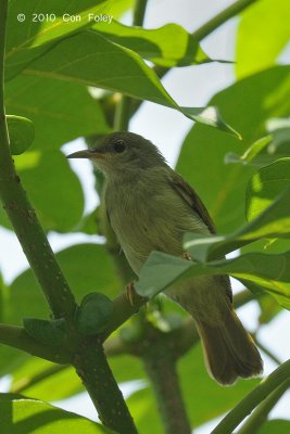 Sunbird, Plain (imm. female)