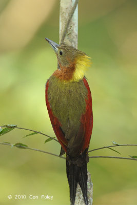 Woodpecker, Checker-throated (female)