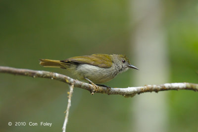 Sunbird, Plain (female)